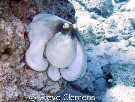 Caribbean Reef Octopus. Ran this through a filter in phot... by Steve Clemens 