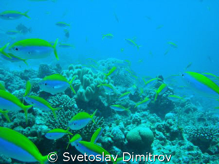 Scenery in blue and yellow, Bodu Giri, Kuredu, Olimpus 71... by Svetoslav Dimitrov 