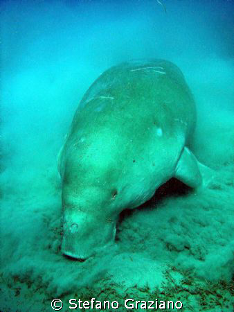 DUGONGO
Marsa Alam, Spot: Abudabab Bay.  by Stefano Graziano 