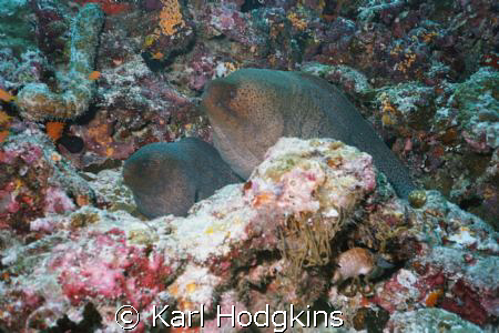 Twins by Karl Hodgkins 