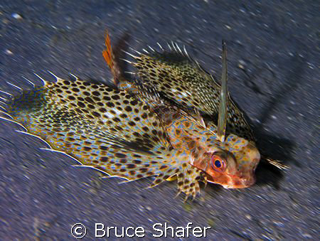 I've seen them use this technique with race cars, so I th... by Bruce Shafer 