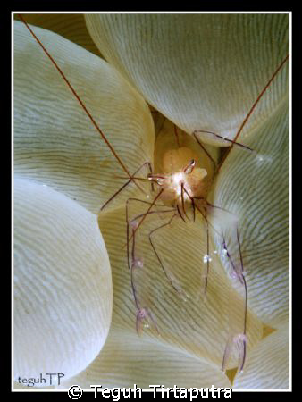 Taken at Weh Island, Banda Aceh...about 12 meters depth by Teguh Tirtaputra 