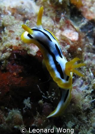 Strigate Chromodoris during Komodo Dive Trip Nov. 2007
C... by Leonard Wong 