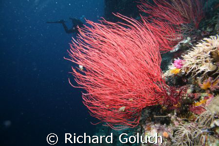 Whip corals-Palau by Richard Goluch 