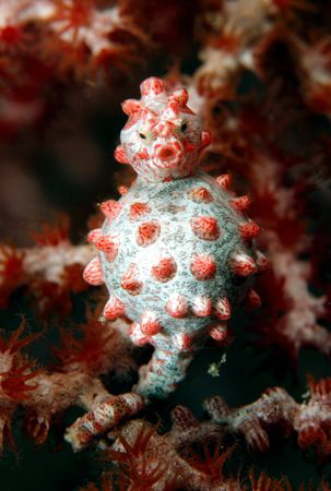 Big fat pregnant man in Wakatobi. Nikon D80, 105mm macro ... by Dray Van Beeck 