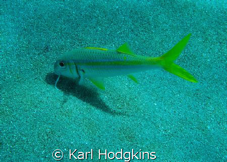 Foraging in the Sand by Karl Hodgkins 