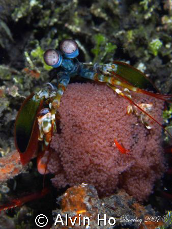 Peacock Mantis Shrimp with eggs taken at Jahir, Lembeh St... by Alvin Ho 