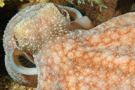 Octopus. by David Heidemann 