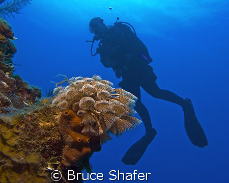 The founder of SingleDivers.com drifting past a bouquet o... by Bruce Shafer 