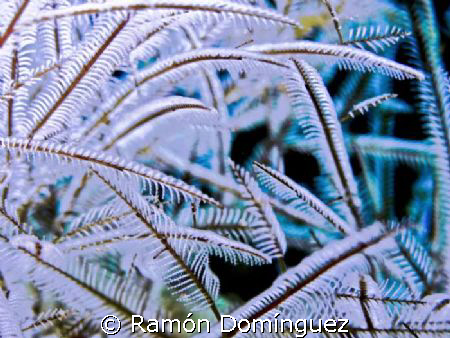 Hydroid forest. Colony of Lytocarpus nuttingi. by Ramón Domínguez 