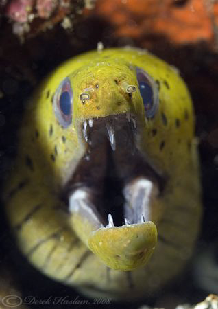 Spot-face moray. Lembeh strait's. D200, 60mm. by Derek Haslam 