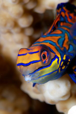 Mandarine  by Dray Van Beeck 