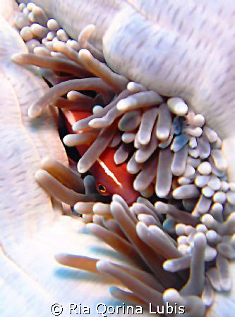 Nemo. Taken in Bunaken with Sony T3. by Ria Qorina Lubis 