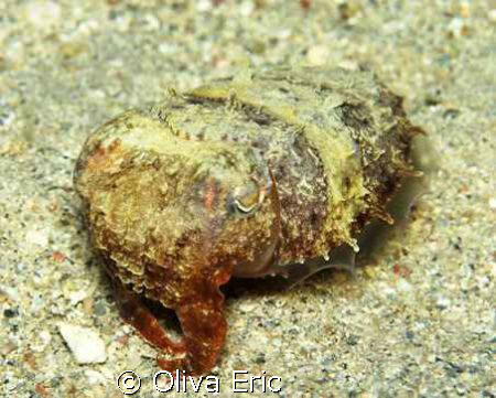Cigale de mer by Oliva Eric 