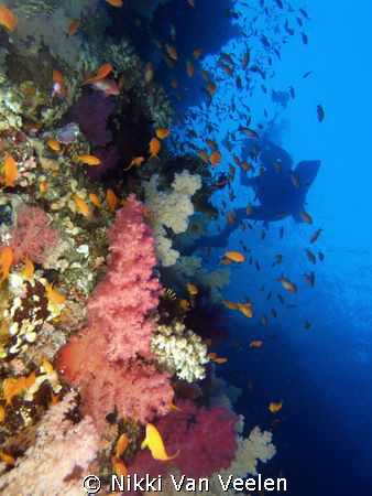 U/w photographer and the colorful wall at Shark Observato... by Nikki Van Veelen 