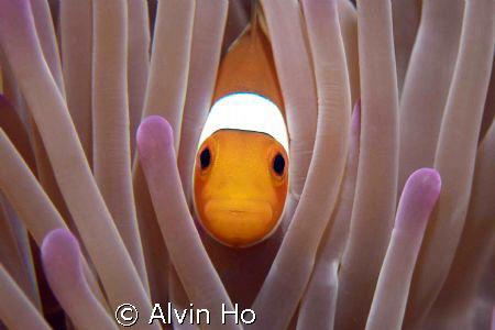 Peek-a-boo!!! by Alvin Ho 
