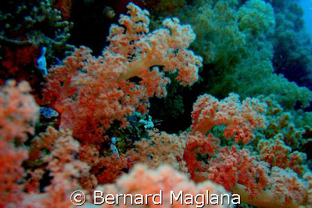 Samal Garden/I wish having a wide angle lense and a power... by Bernard Maglana 