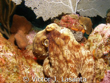 caribbean octopus in black wall dive site at parguera are... by Victor J. Lasanta 
