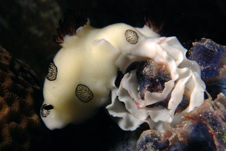 Jorunna laying eggs. by Dray Van Beeck 