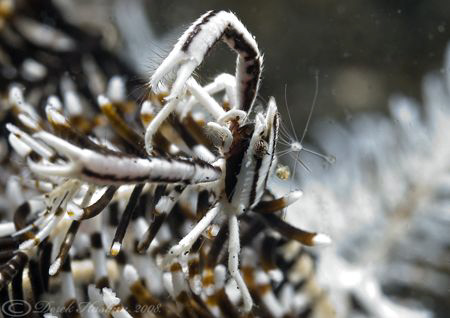 Criniod squat lobster. Lembeh straits. D200, 60mm. by Derek Haslam 