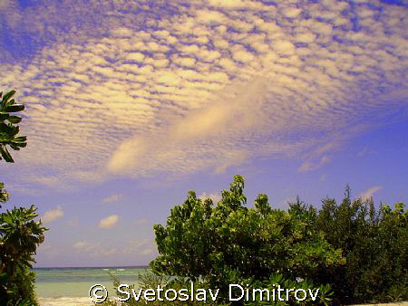 Real tropic pleasure by Svetoslav Dimitrov 