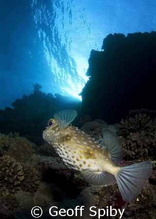 porcupine fish at the Brothers Islands by Geoff Spiby 
