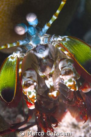 SQILLA PAVONE by Marco Caraceni 