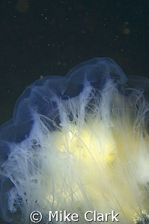 Abstract Blue Jellyfish
D70 with 2 strobes, 1 supplying ... by Mike Clark 