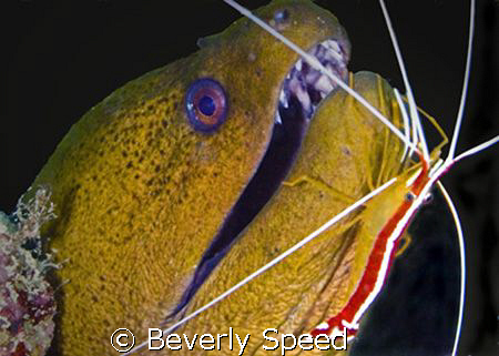Malaysia, Mabul, moray eel, green moray, symbiotic, shrim... by Beverly Speed 