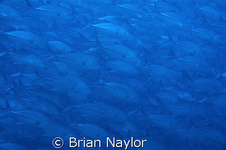A wall of travelly by Brian Naylor 
