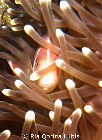 Nemo. Taken in Bunaken with Sony T3 by Ria Qorina Lubis 
