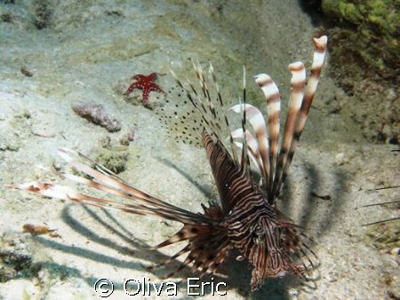 Poisson lion et Etoile de mer by Oliva Eric 