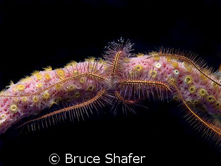 Brittle star arch.  Olympus C-8080 by Bruce Shafer 