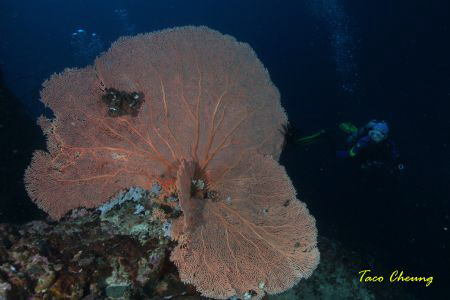 Diver & seafan at Malapascua  by Taco Cheung 