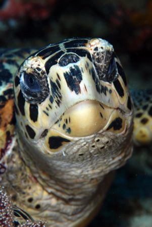 Turtle. by Dray Van Beeck 