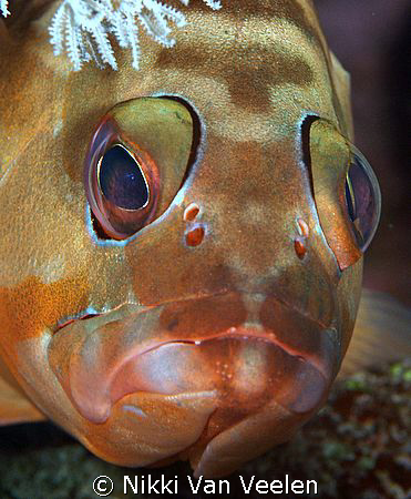 Grouper face taken in Ras Mohamed Park by Nikki Van Veelen 