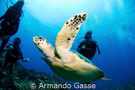 Courious Divers by Armando Gasse 