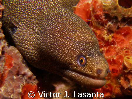 golden eel at crash boat dive site in aguadilla by Victor J. Lasanta 