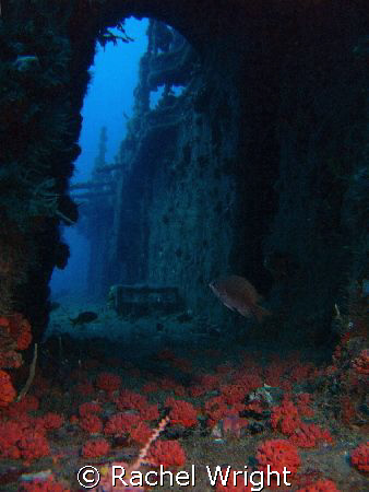 Captain Dan Wreck off Fort Lauderdale by Rachel Wright 