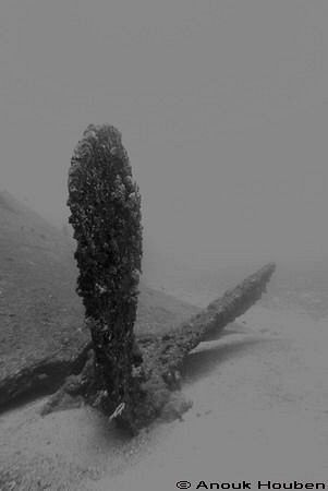 Picture taken at the Conch wreck off Hikkaduwa, Sri Lanka. by Anouk Houben 