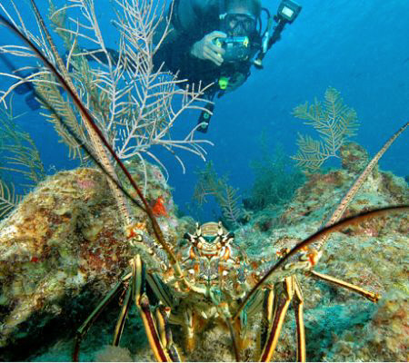 Lobster and diver. by David Heidemann 