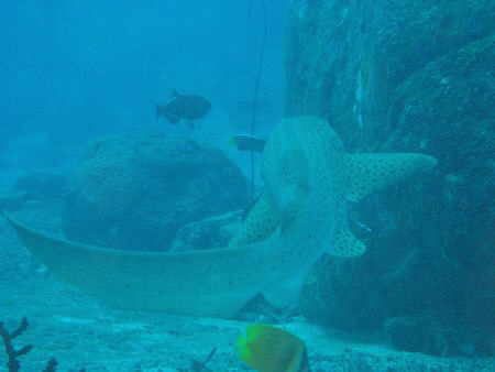 Taken at the Similan Islands, Thailand by Dennis Siau 