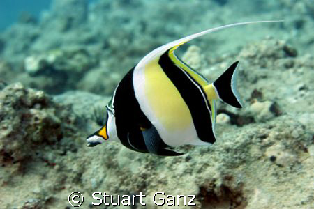 Moorish Idol on the go. 60MM macro 1/160s F5.6 by Stuart Ganz 