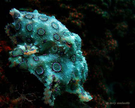 blue ring. glad my friend was low on air and had to go sh... by Larry Medenilla 