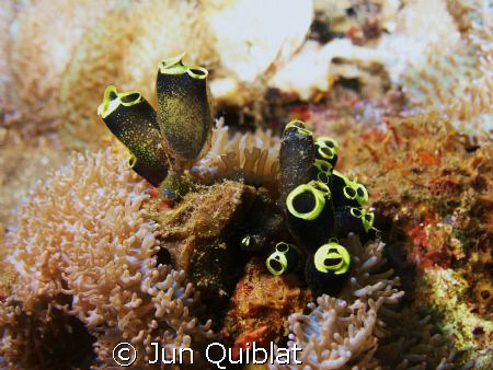 Sea Squirt, C7070, Olympus by Jun Quiblat 