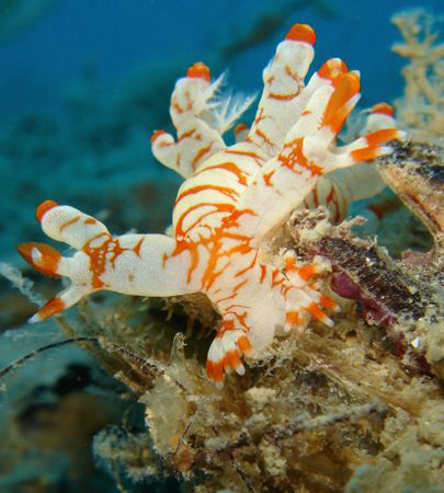 Asian Bornella in search for food.
Perhentian Islands Ma... by Rory Ferguson 
