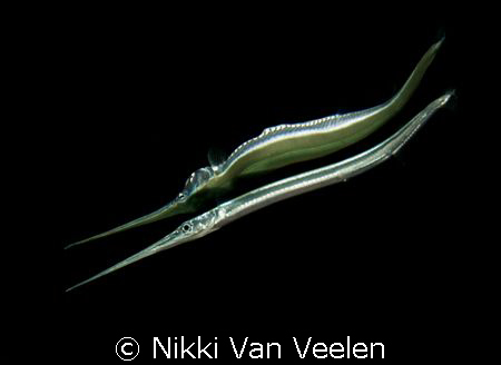 Red sea needlefish and reflection taken at Ras Umm Sid.  by Nikki Van Veelen 