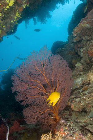 Reef Scene by Andy Lerner 