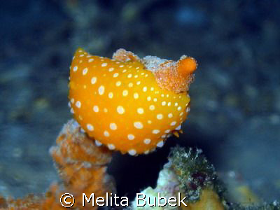 "nipel" - Phyllidia flava  by Melita Bubek 