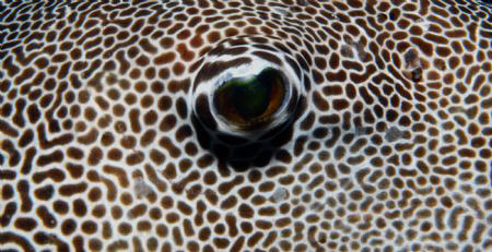 taken with Nikon D 80 and a 60 mm macro lens. by Andy Kutsch 